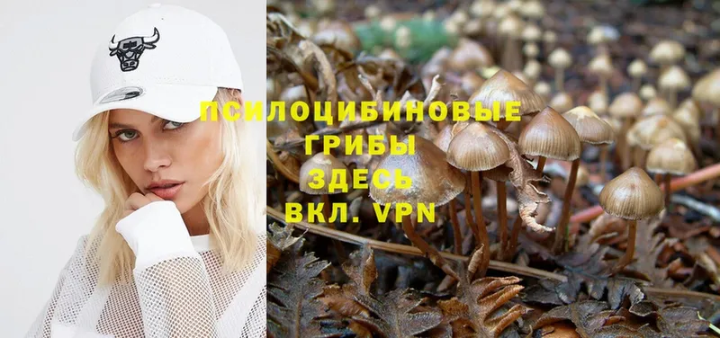 Галлюциногенные грибы Psilocybe  Пучеж 